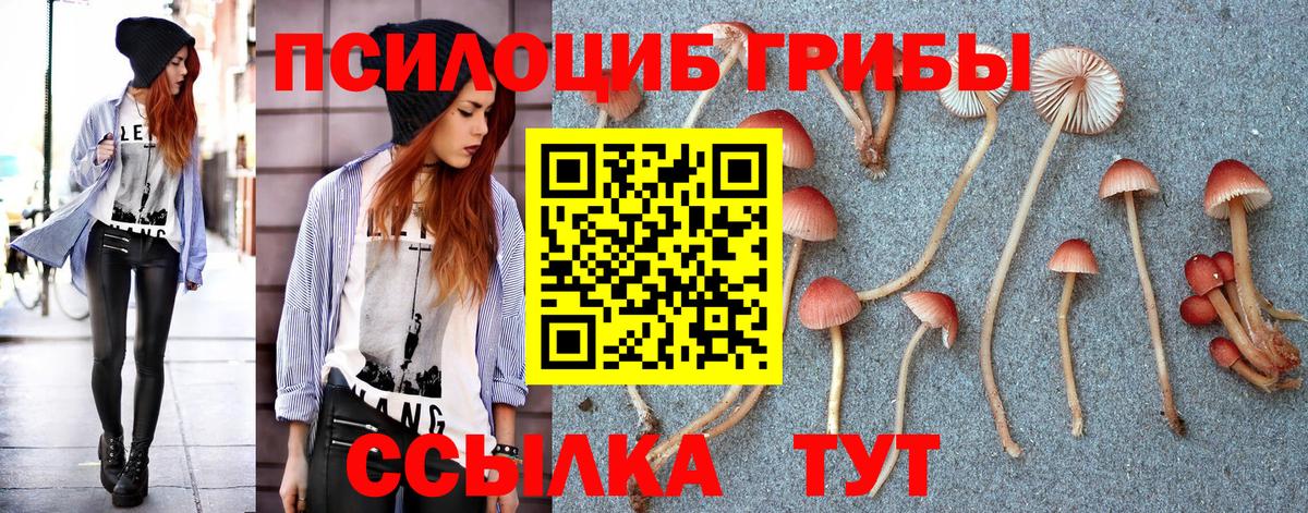 Псилоцибиновые грибы Psilocybe Новозыбков