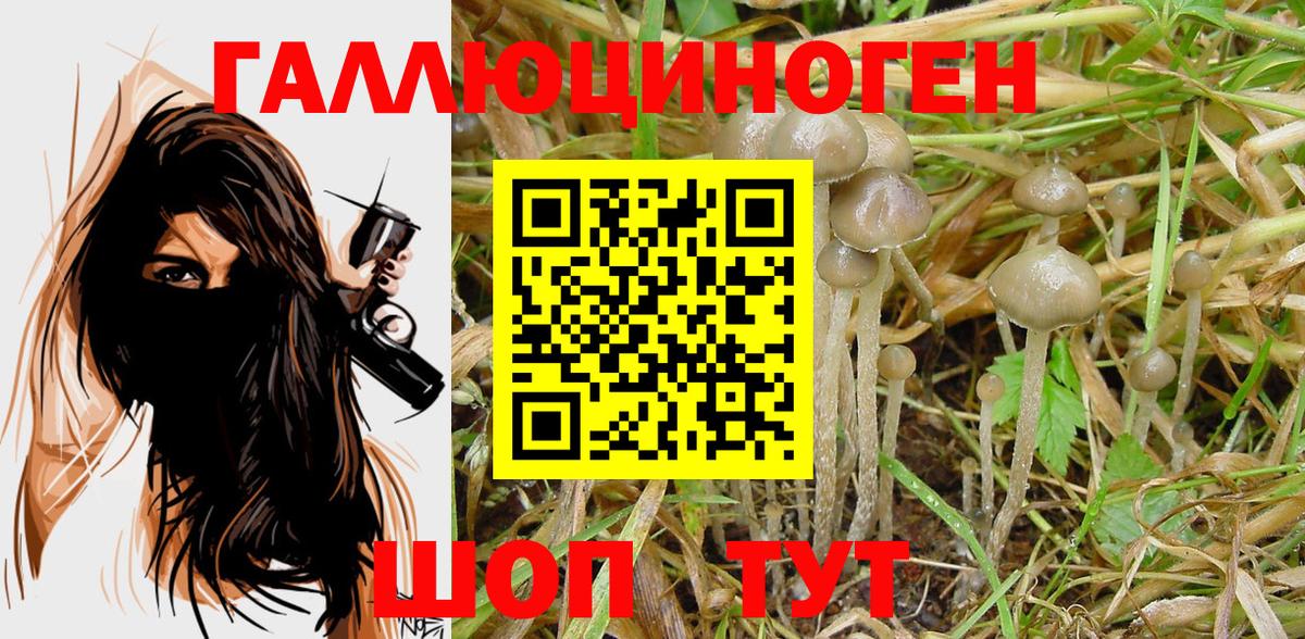 Новозыбков  Галлюциногенные грибы Magic Shrooms  Вход с VPN 
